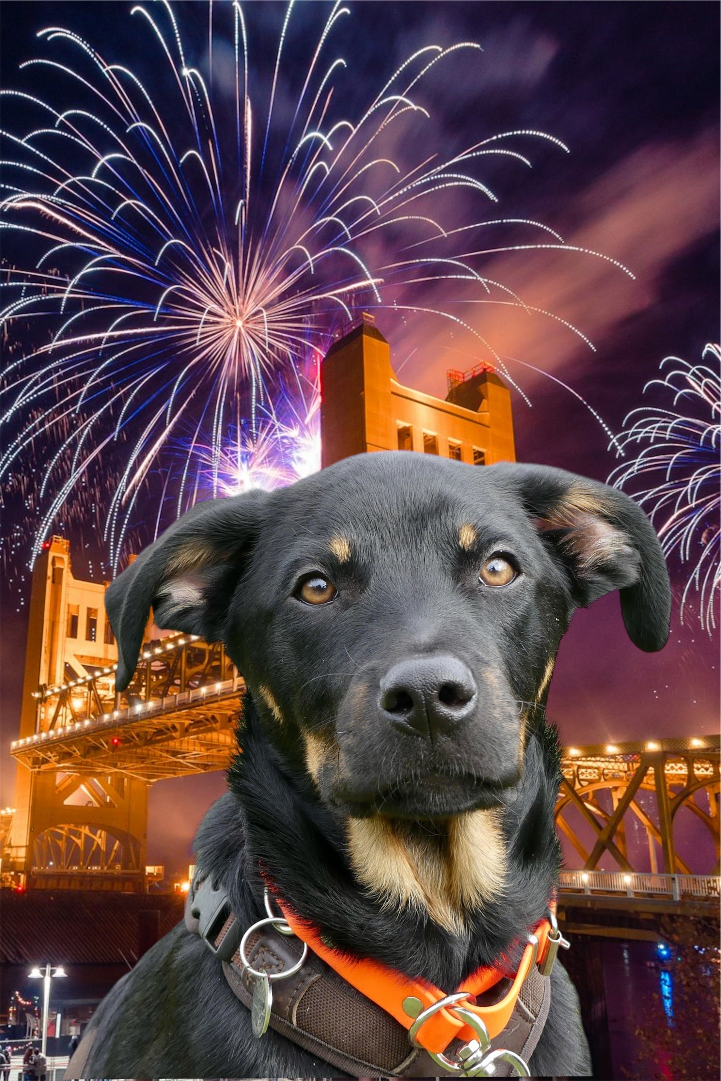 04.02.25 Silvestertraining Teil 1 Anfänger/sehr sensible Hunde