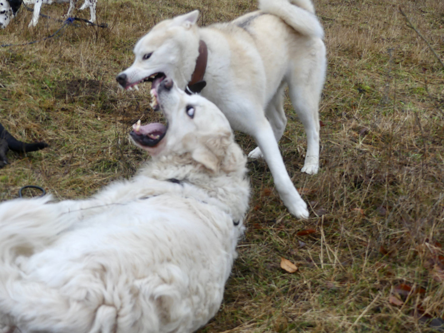 14.10.2023 Verstehen wir uns? Abendvortrag zur Kommunikation von Hunden mit Marcel Gruner
