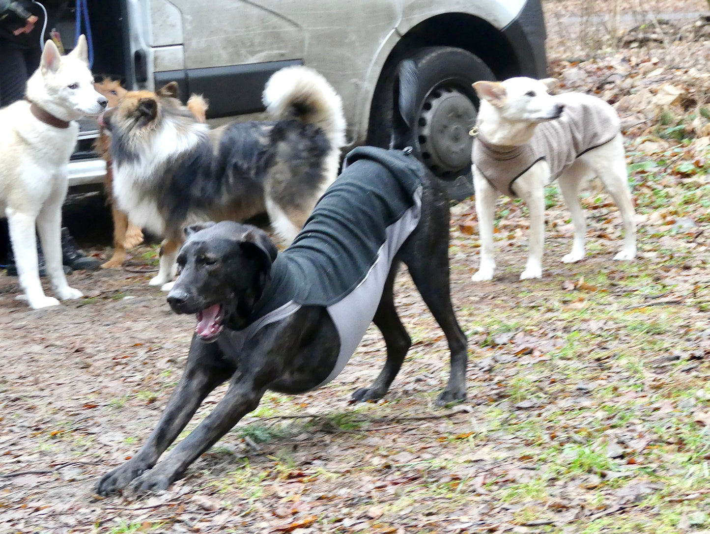14.10.2023 Verstehen wir uns? Abendvortrag zur Kommunikation von Hunden mit Marcel Gruner