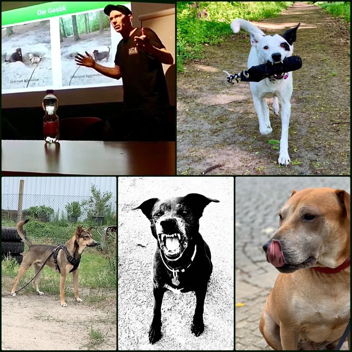 14.10.2023 Verstehen wir uns? Abendvortrag zur Kommunikation von Hunden mit Marcel Gruner